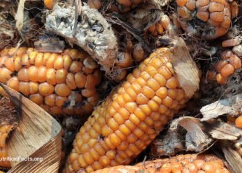 Is Aflatoxin a Concern?
