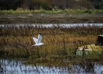 Deserted oil refineries have gotten unlikely havens for wildlife