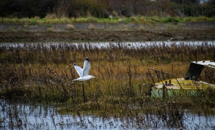 Deserted oil refineries have gotten unlikely havens for wildlife