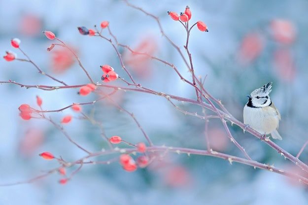 85 Humorous January Quotes for a Completely happy and Hilarious Winter Month