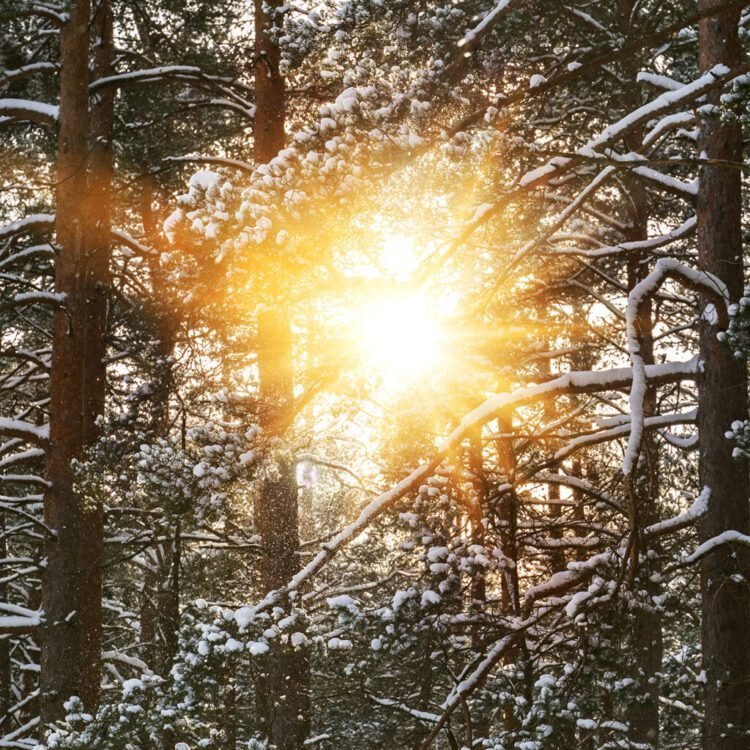 Tending the Hearth of the Coronary heart – Be Right here Now Community 2026