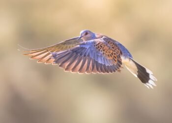 How a ‘dysfunctional’ English farm turned a biodiversity hotspot