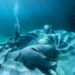 This underwater sculpture will quickly be a sanctuary for marine life