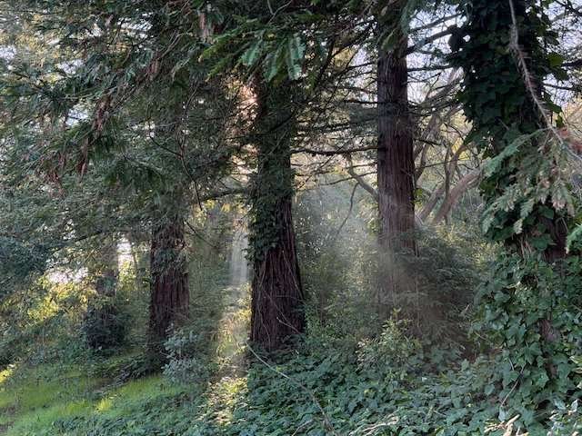 Self-Liberation of Thought and All Expertise