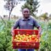 Regenerative agriculture sows success in Kenya