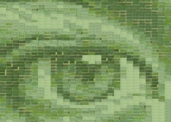 A discipline of wheat turns into the world’s largest dwelling {photograph} – Optimistic Information