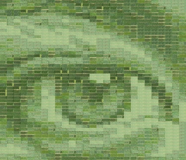 A discipline of wheat turns into the world’s largest dwelling {photograph} – Optimistic Information