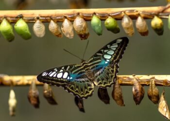 Remodel Sick Will – Rick Hanson, PhD