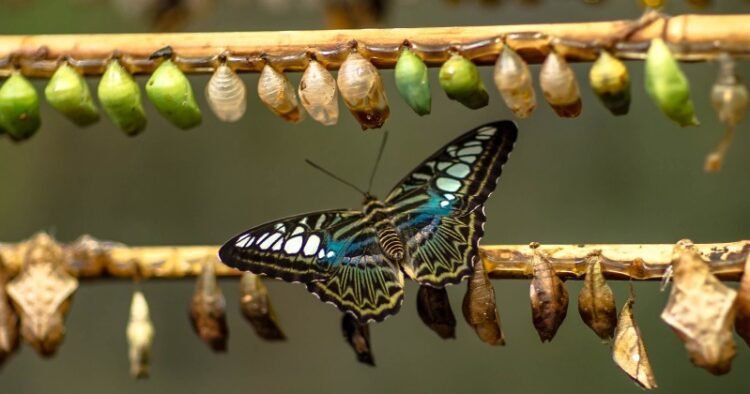 Remodel Sick Will – Rick Hanson, PhD