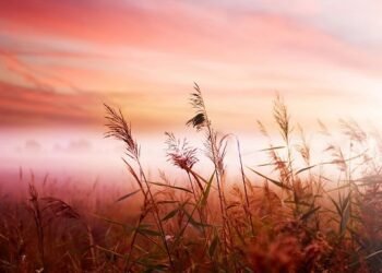 How one can Brighten Your Morning (and Complete Day): 7 Highly effective Habits