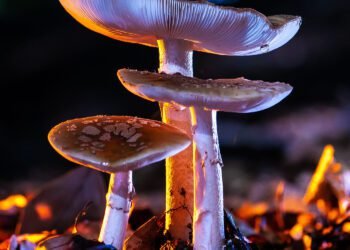 Mindrolling with Raghu Markus – Ep. 639 – Psychedelics for Private Improvement with Dr. Phil Wolfson & Gagan Levy – Be Right here Now Community 2026