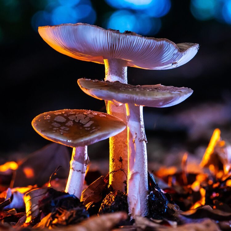 Mindrolling with Raghu Markus – Ep. 639 – Psychedelics for Private Improvement with Dr. Phil Wolfson & Gagan Levy – Be Right here Now Community 2026