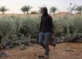 New olive groves plant hope throughout the West Financial institution