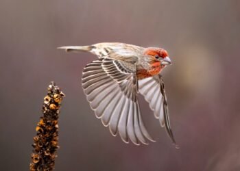 Rethinking disaster care by the FINCH feasibility trial