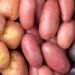 Which Potato Is the Most Nutritious?