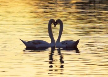 10 Tricks to Heal Your Attachment Type