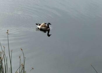 Openness Power Awake – Deconstructing Your self
