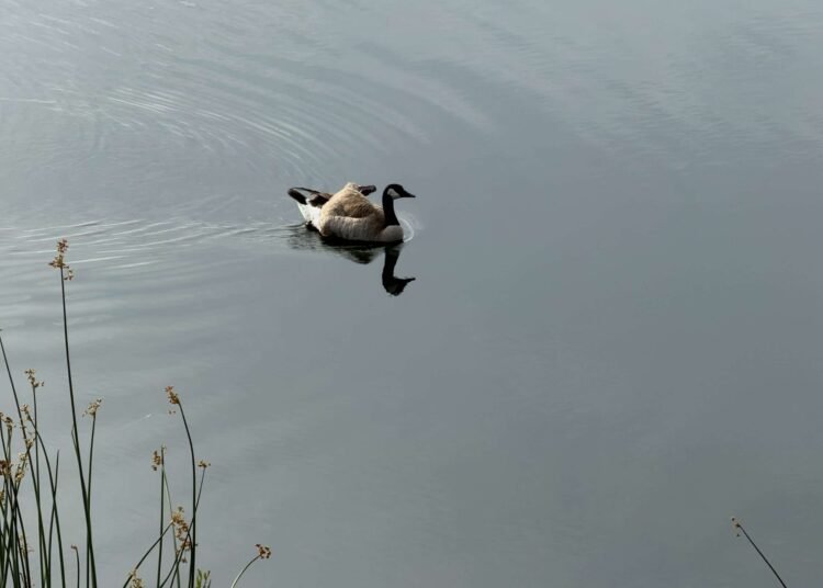 Openness Power Awake – Deconstructing Your self