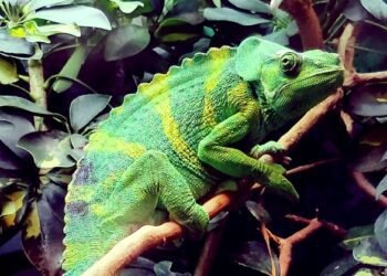 Pet the Lizard – Rick Hanson, PhD