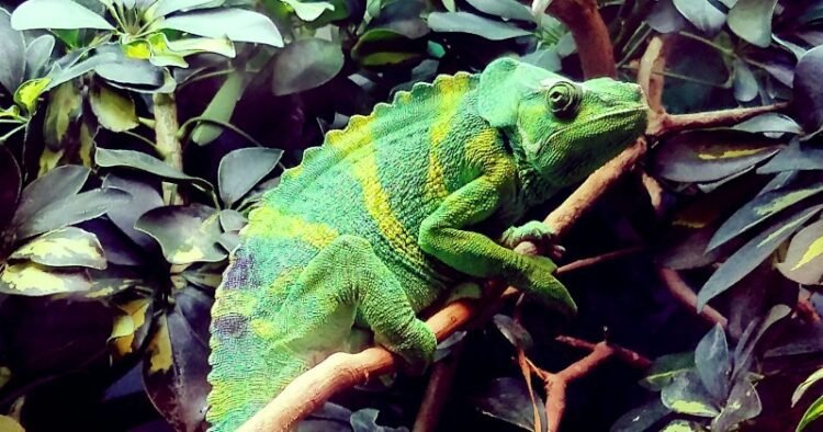 Pet the Lizard – Rick Hanson, PhD