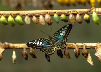 Being Brave About Change: Conscious Steerage on the Proactive Pivot