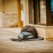 Suicide prevention should deal with homelessness, not simply psychological well being