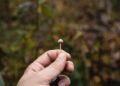 Psilocybin-assisted remedy for difficult-to-treat melancholy: underwhelming, however nonetheless important?