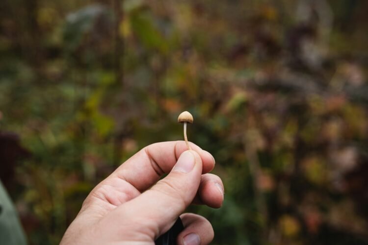 Psilocybin-assisted remedy for difficult-to-treat melancholy: underwhelming, however nonetheless important?