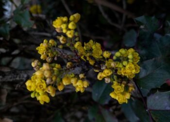 That is How A lot Berberine You Ought to Take, In accordance with a RD