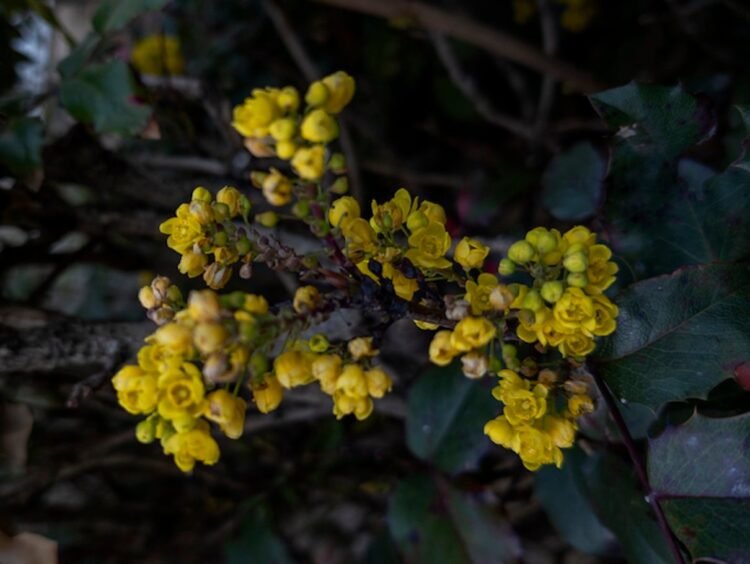 That is How A lot Berberine You Ought to Take, In accordance with a RD
