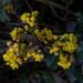 That is How A lot Berberine You Ought to Take, In accordance with a RD