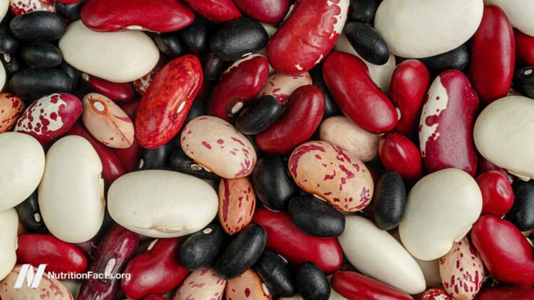 Which Beans Finest Block the Unfold of Most cancers?