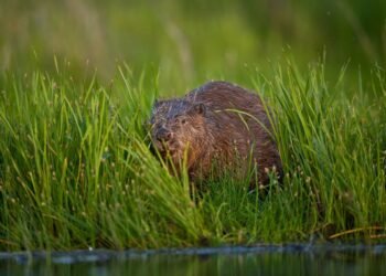 How beavers solved a flooding downside in west London
