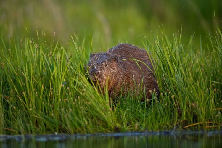 How beavers solved a flooding downside in west London
