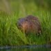 How beavers solved a flooding downside in west London