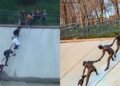 Sculpture honors strangers who shaped human chain to avoid wasting canine