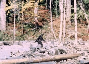 Why the Mysterious Yowie Nonetheless Fascinates Me