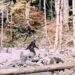 Why the Mysterious Yowie Nonetheless Fascinates Me