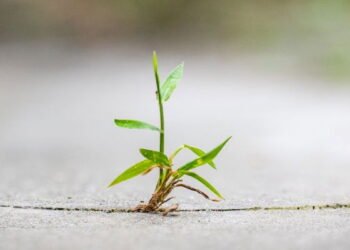 How one can Be Extra Resilient in On a regular basis Life