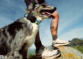 Fi Extremely Pet Tracker Makes use of T-Cell’s Starlink Satellite tv for pc Service For Protection