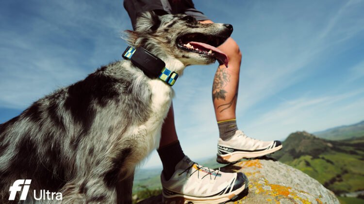 Fi Extremely Pet Tracker Makes use of T-Cell’s Starlink Satellite tv for pc Service For Protection