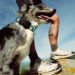 Fi Extremely Pet Tracker Makes use of T-Cell’s Starlink Satellite tv for pc Service For Protection