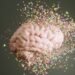 What a Neuroscientist Eats in a Day for Cognitive Well being