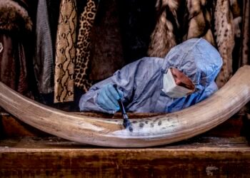 In photos: How forensic science helps sort out wildlife poaching