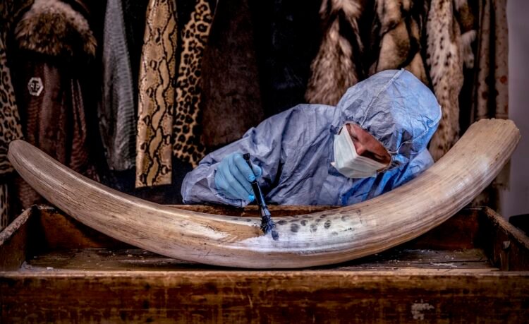In photos: How forensic science helps sort out wildlife poaching