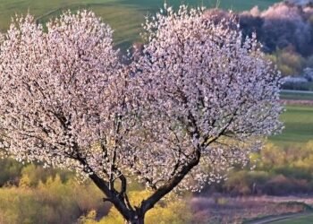 Advantages of Self-Compassion