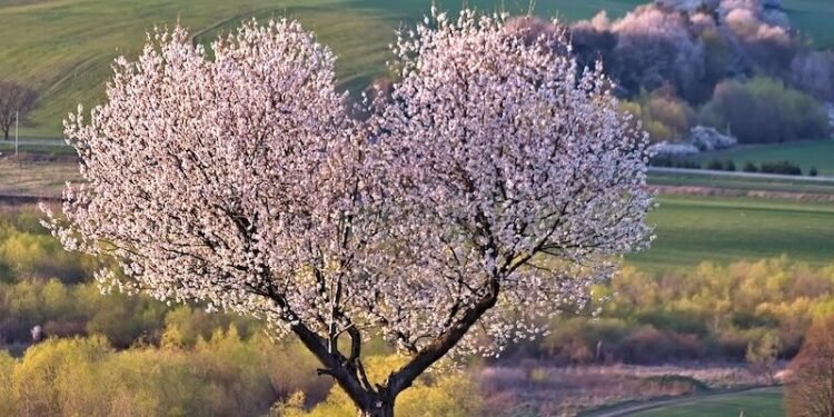 Advantages of Self-Compassion