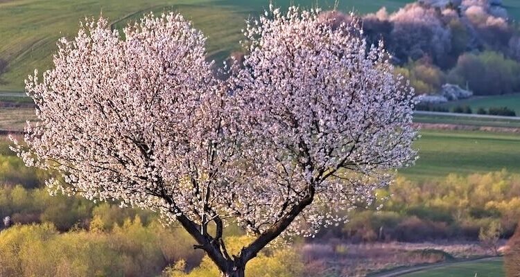 Advantages of Self-Compassion