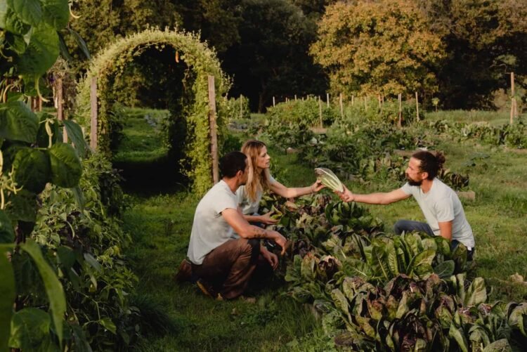 ‘We like breaking the principles’: the novel farm that yields outcomes