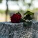 101 Loss of life Quotes That Will Make You Assume In a different way About Life, Loss and That means